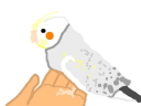 干支オカメインコ